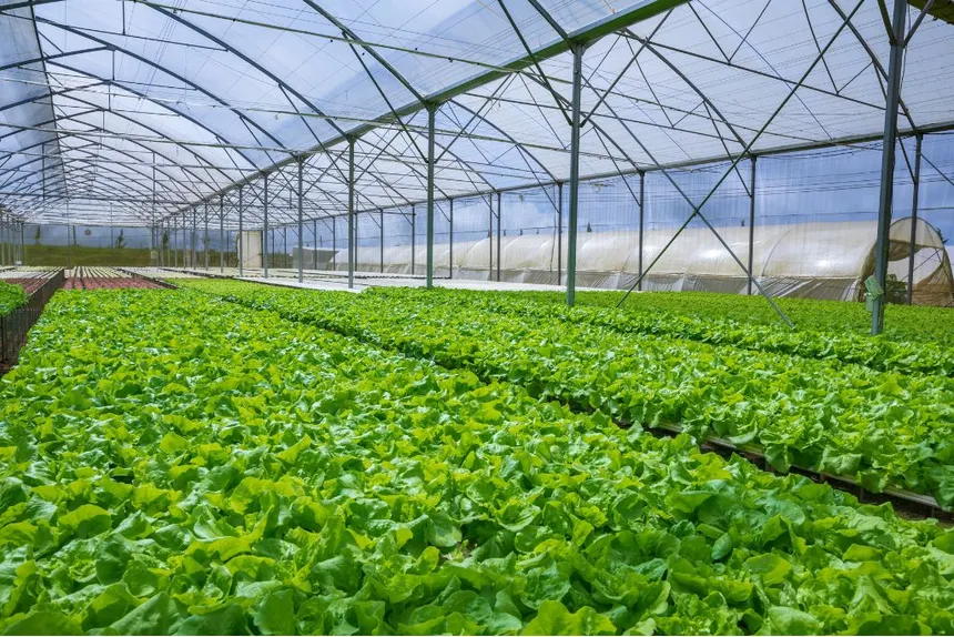 Hydroponic Farm